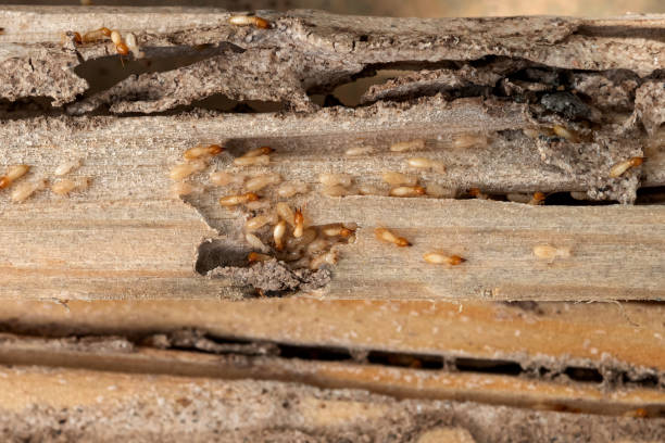 Best Pest Control for Restaurants  in Hyattsville, MD