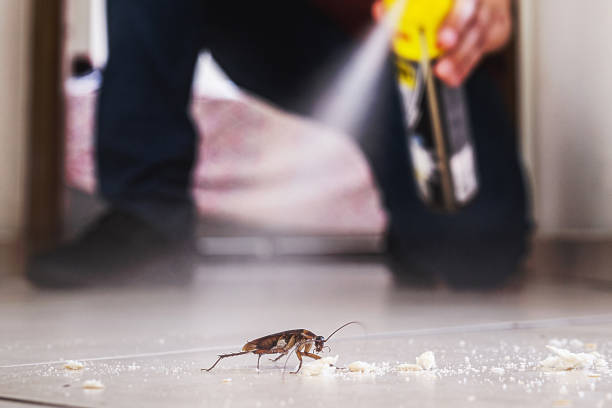 Best Flea Control Services  in Hyattsville, MD