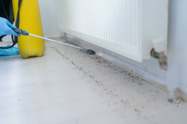 Best Termite Control Services  in Hyattsville, MD